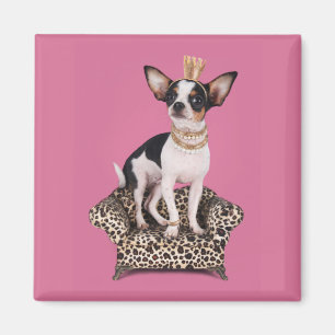 Íman Chihuahua Princess