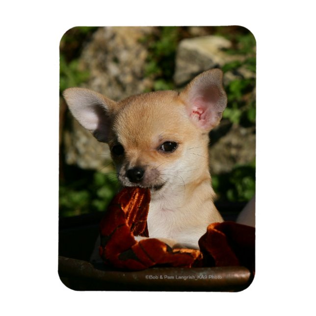 Íman Chihuahua Puppies (Vertical)