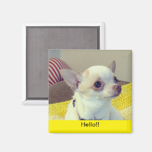 Íman Chihuahua Puppy Retrato Magnet