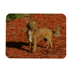 Íman Chihuahua que olha a câmera