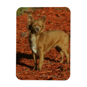 Íman Chihuahua que olha a câmera