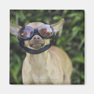 Íman Chihuahua que veste óculos de proteção