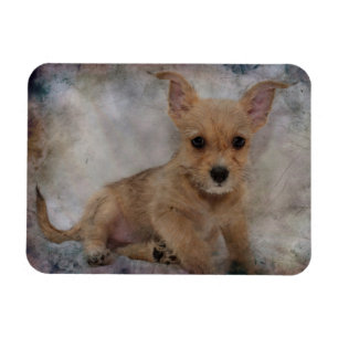 Íman Chihuahua/Yorkie Puppy