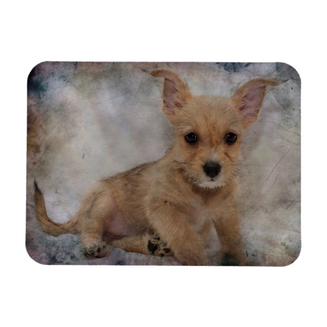 Íman Chihuahua/Yorkie Puppy (Horizontal)