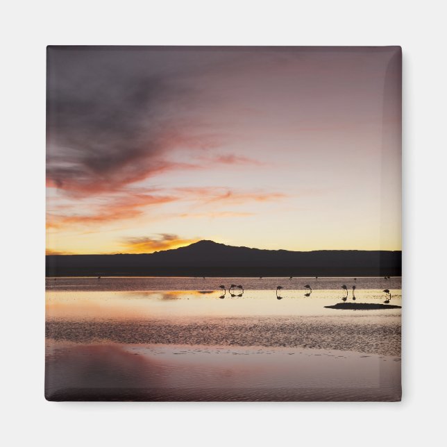 Íman Chilena Flamingo (Frente)