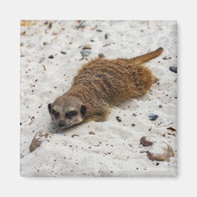 Íman Chillin' Meerkat Magnet (Frente)