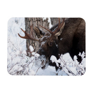 Íman Chilly Moose
