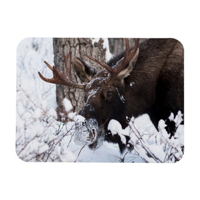 Íman Chilly Moose (Horizontal)