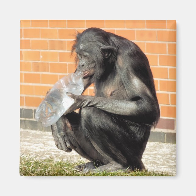 ÍMAN CHIMP CUTE (Frente)