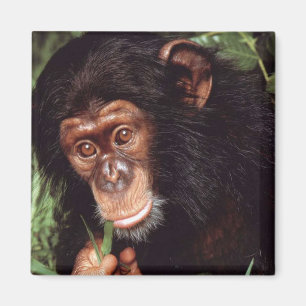 Íman Chimpansee
