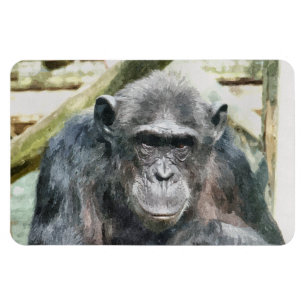 ÍMAN CHIMPANZÉ