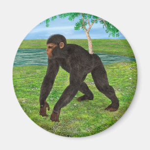 Íman Chimpanzé