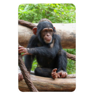 Íman Chimpanzé 001