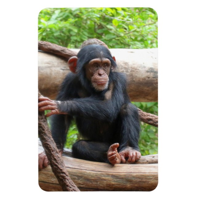 Íman Chimpanzé 001 (Vertical)