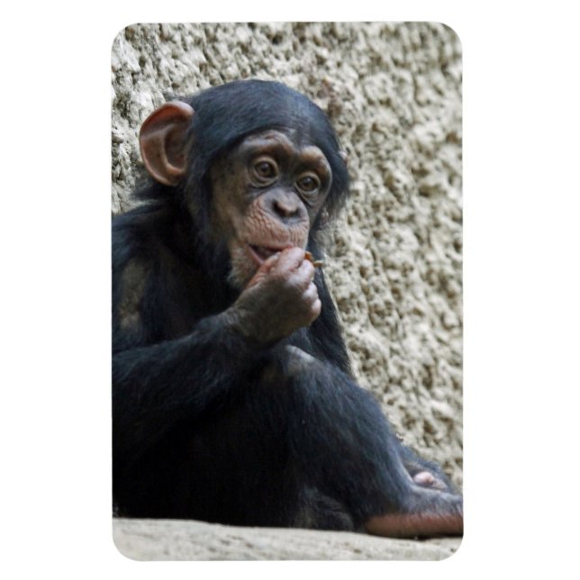 Íman Chimpanzé 013 (Vertical)
