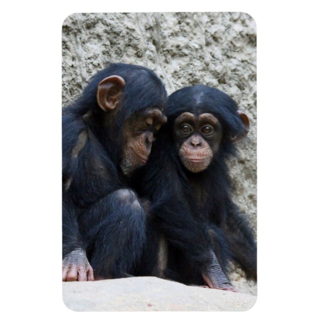 Íman Chimpanzé 022 (Vertical)