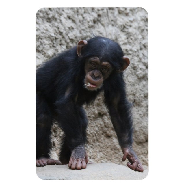 Íman Chimpanzé 031 (Vertical)