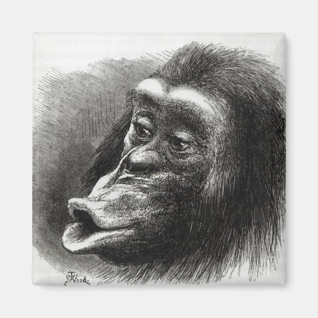 Íman Chimpanzé Desapontado e Sulky (Frente)