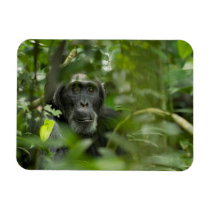 Íman Chimpanzé Escondido Entre a Vegetação