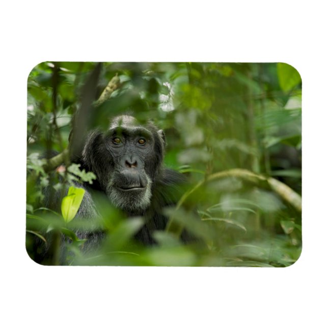 Íman Chimpanzé Escondido Entre a Vegetação (Horizontal)