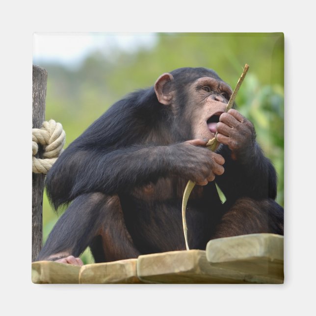 Íman Chimpanzé na prancha e comendo um postcar de árvor (Frente)