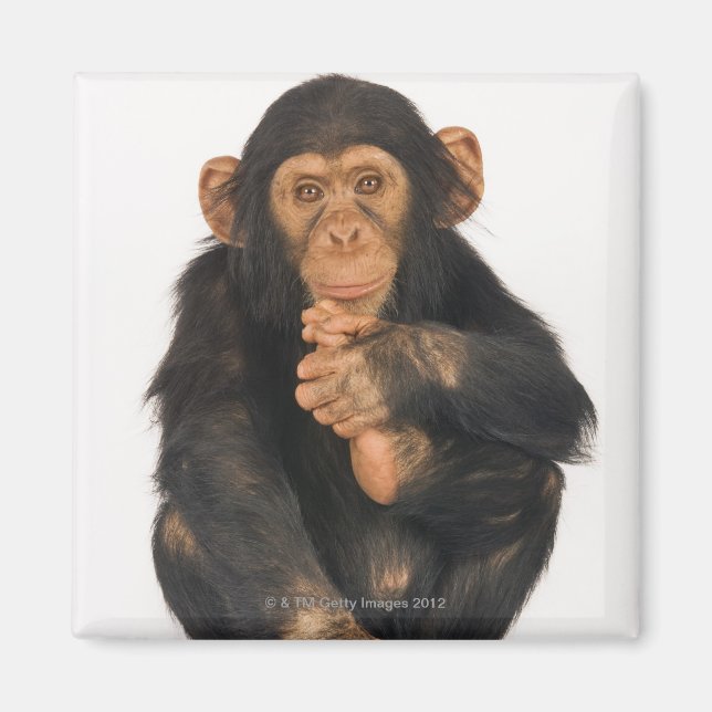 Íman Chimpanzé (Pan troglodytes) (Frente)