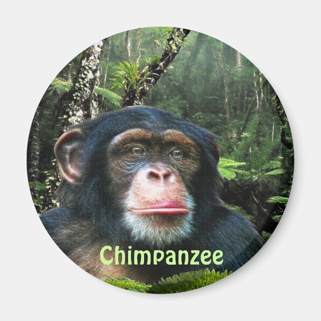 Íman CHIMPANZEE & JUNGLE Primate Willife Art Magnet (Frente)