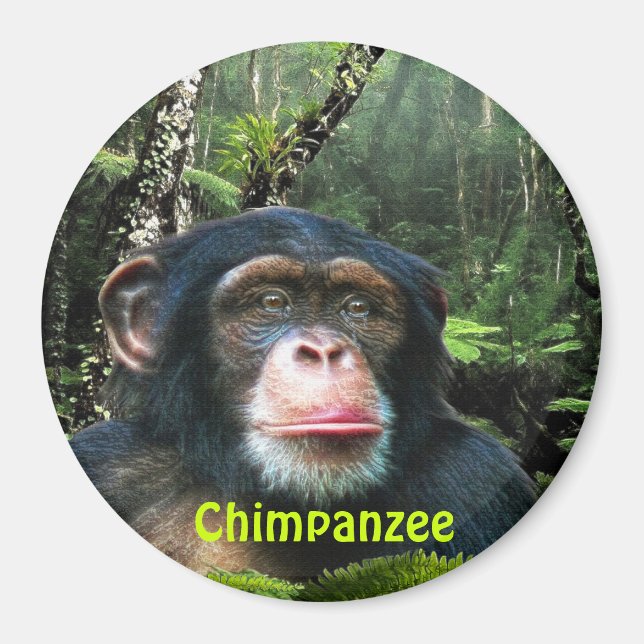 Íman CHIMPANZEE & JUNGLE Primate Willife Art Magnet (Frente)