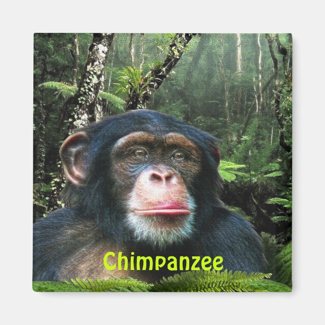 Íman CHIMPANZEE & JUNGLE Primate Willife Art Magnet (Frente)