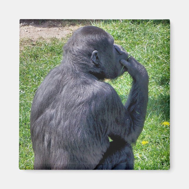 ÍMAN CHIMPANZÉS (Frente)