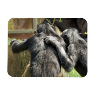 ÍMAN CHIMPANZÉS