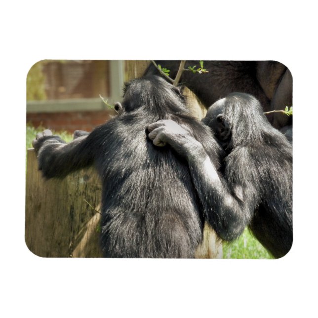 ÍMAN  CHIMPANZÉS (Horizontal)