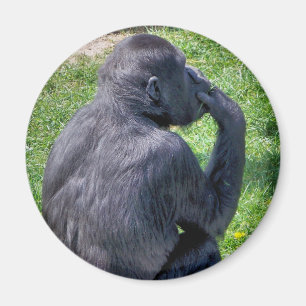ÍMAN CHIMPANZÉS