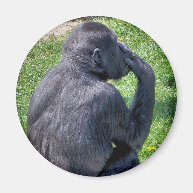 ÍMAN CHIMPANZÉS (Frente)
