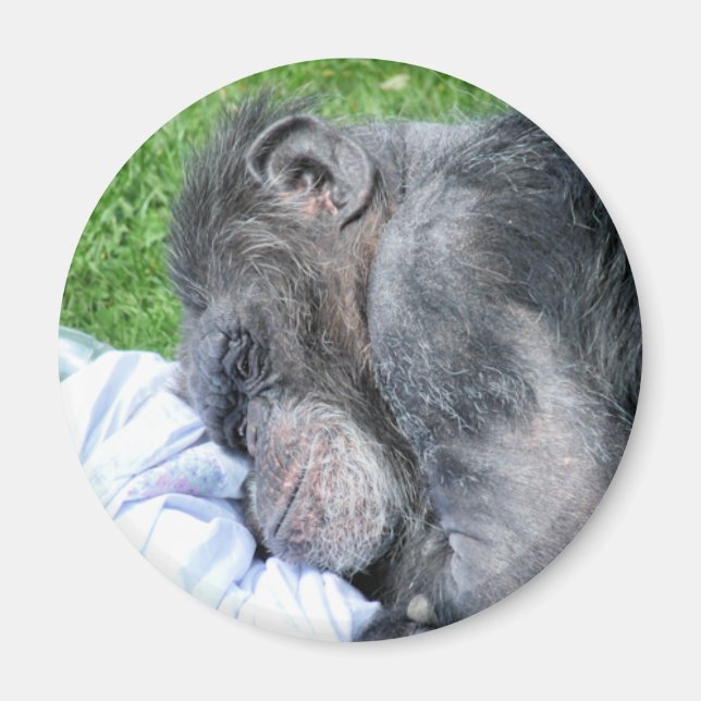 ÍMAN CHIMPANZÉS (Frente)