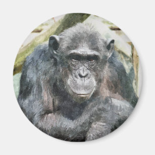 ÍMAN CHIMPANZÉS BONITOS