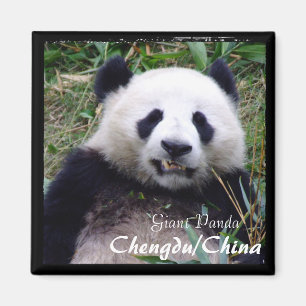 Íman China, Chengdu, Giant Panda II (Magnet)