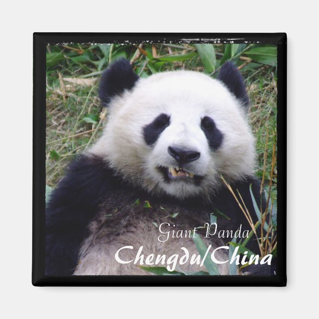 Íman China, Chengdu, Giant Panda II (Magnet) (Frente)