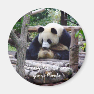 Íman China, Chengdu, Giant Panda (Magnet)