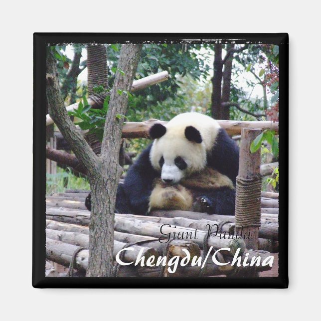 Íman China, Chengdu, Giant Panda (Magnet) (Frente)