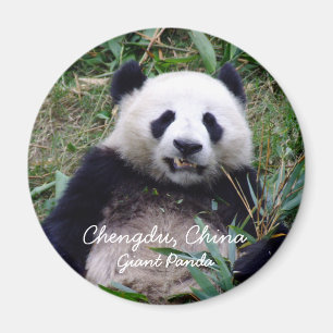 Íman China, Chengdu, Giant Panda (Magnet)