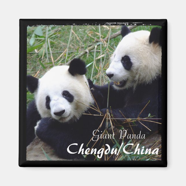 Íman China, Chengdu, Pandas Gigantes (Magnet) (Frente)