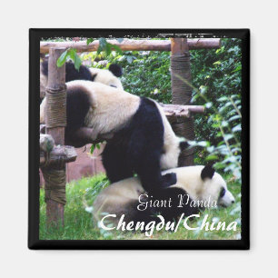 Íman China, Chengdu, Pandas II Gigantes (Magnet)