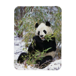Íman China, Província de Sichuan. Panda-gigante se alim