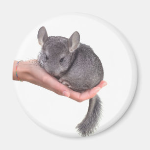 Íman chinchilla