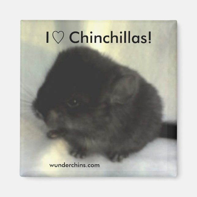 Íman Chinchilla Love Magnet (Frente)