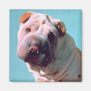 Íman Chinês Shar-Pei