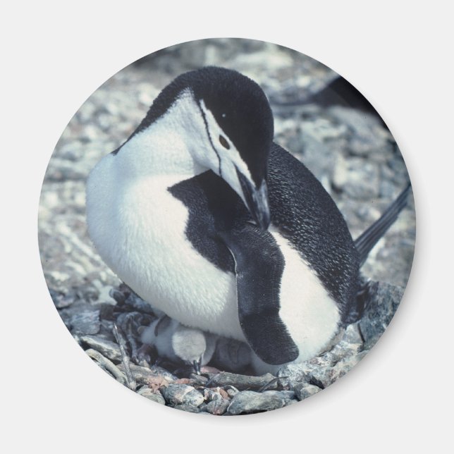Íman Chinstrap Penguin (Frente)