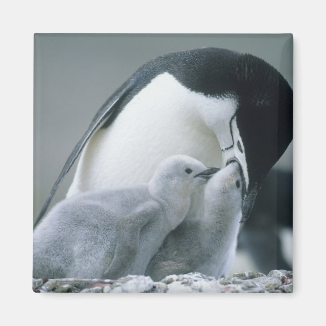 Íman Chinstrap Penguins, Pygoscelis antarctica), (Frente)