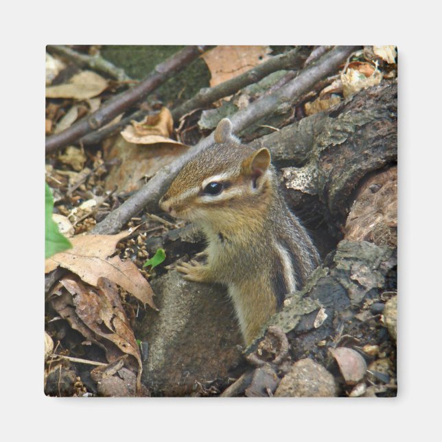 Íman Chipk Oriental - Tamias striatus (Frente)
